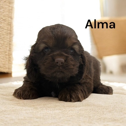 puppy, for, sale, Cocker Spaniel, Joe & Cherri  Overlease, dog, breeder, Miller, MO, dog-breeder, puppy-for-sale, forsale, nearby, find, puppyfind, locator, puppylocator, aca